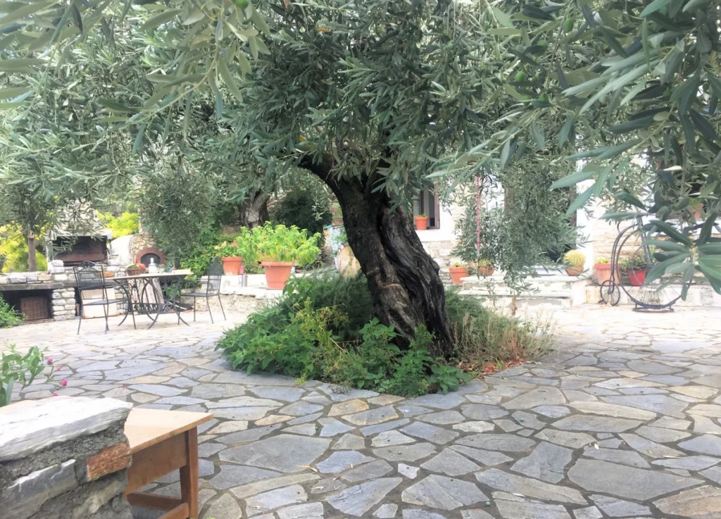 Dowson's Cottage Olive Tree